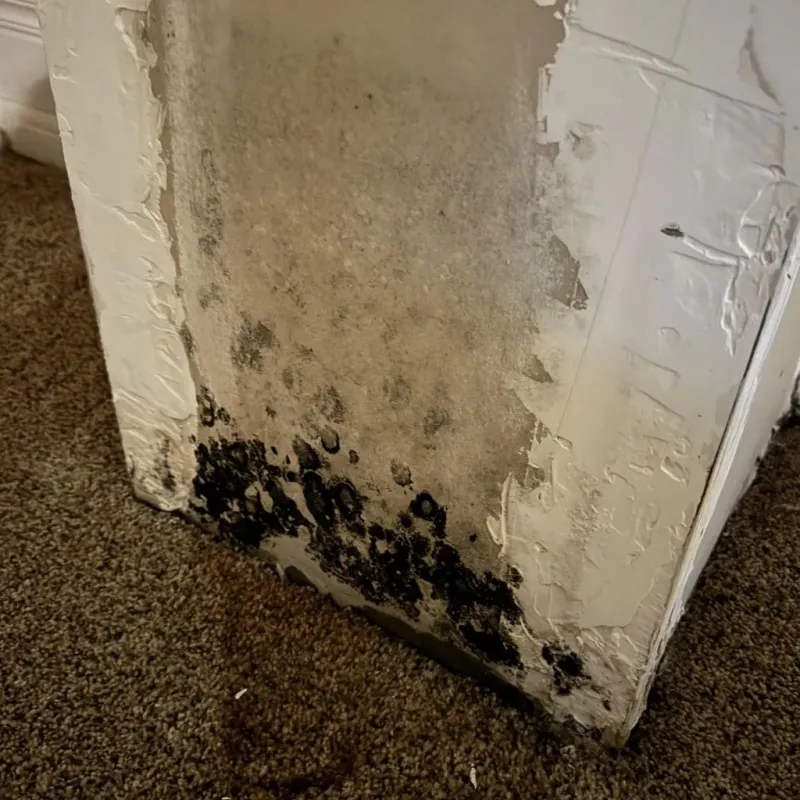 Professional Mold Removal in San Diego, CA